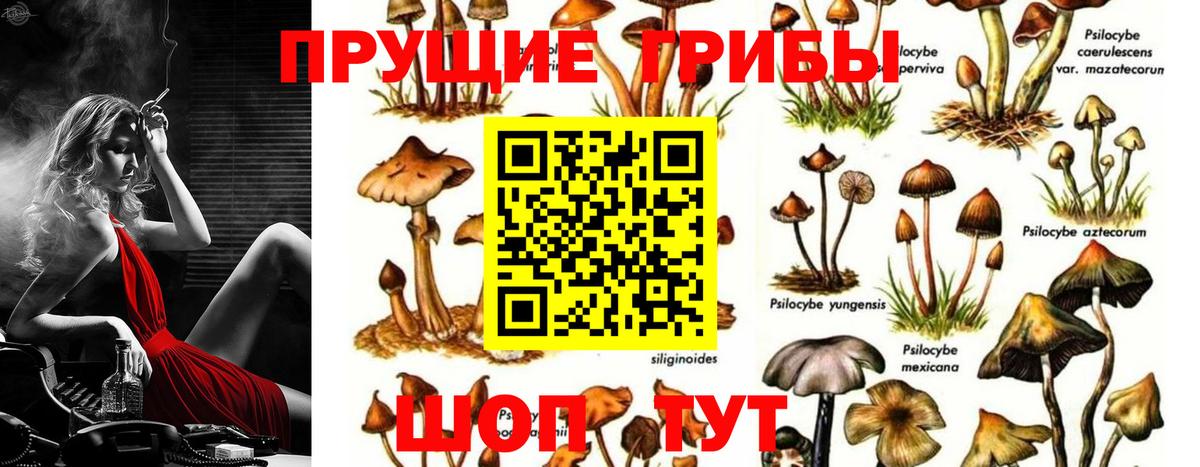 Галлюциногенные грибы Psilocybine cubensis Урус-Мартан